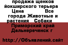 продажа щенков йокширского терьера › Цена ­ 25 000 - Все города Животные и растения » Собаки   . Приморский край,Дальнереченск г.